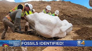 Dinosaur Fossils Revealed To Be Triceratops [upl. by Elumas]