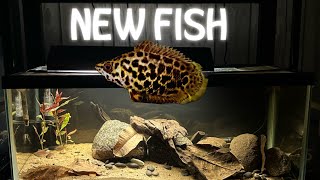 Who ate my plants LEOPARD BUSHFISHCtenopoma acutirostre20 gallon long update [upl. by Nnylarej]