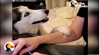 Dogs Demand Pets Compilation  The Dodo Daily [upl. by Chlori]