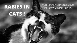 Rabies In Cats  Signs Of A Rabid Cat  Understanding Rabies In Cats [upl. by Ohl826]