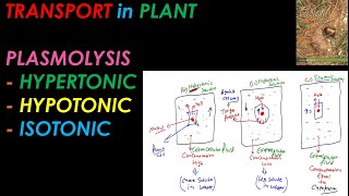 CLASS 11 I PLASMOLYSIS I HYPERTONIC HYPOTONIC ISOTONIC I RBCBiology [upl. by Garibull840]