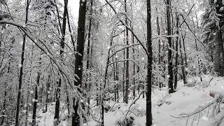 🎶 🌨 Carlos Nakai  2 Hours of Native American Music with Wind amp Birds Sounds for Winter Season 2 [upl. by Nilyak608]