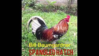 BILL BAUMGARNER SPANGLED HATCH [upl. by Ennis]