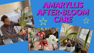 Amaryllis AFTER BLOOM Care  What to do When Amaryllis Flowers are Done Blooming [upl. by Tomasz]