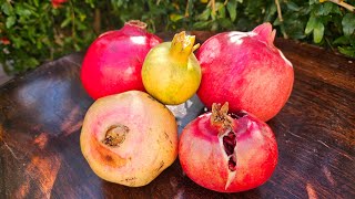 Tasting 5 Pomegranates Wonderful Parfianka Desertnyi Erin and Eversweet Variety [upl. by Yziar19]