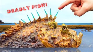 You Wont Believe How Deadly This Fish Is Everything You Need to Know About Stonefish [upl. by Uzial]