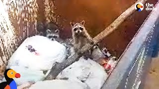 Baby Raccoons Trapped In Dumpster Get Help From A Stranger  The Dodo [upl. by Hctub]