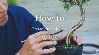 Bonsai for Beginners Bonsai Carving amp How to Create jin and shari  Wazakura Japan [upl. by Lomaj]