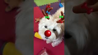 Santa dog is here shorts santadog christmasdog maltese [upl. by Shaefer747]