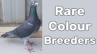 Rare Coloured Racing Pigeons Breeders [upl. by Santos411]