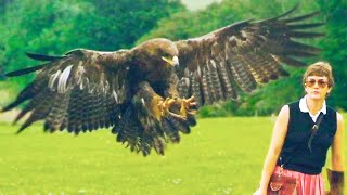 15 Most Deadly Eagle Attacks in the World [upl. by Yarased]