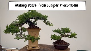 Making Bonsai From Juniper Procumbens with Padmapriya [upl. by Drewett]