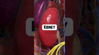 Why Are the Kidneys So Important  healthtips kidneyhealth [upl. by Kahl]