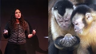 The Evolution of Irrationality Insights from Primates  AMNH SciCafe [upl. by Ellegna981]