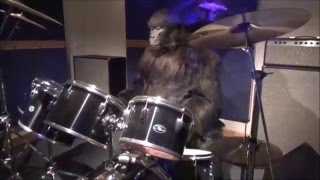 Cadbury Gorilla Advert Animatronic  Cadbury World [upl. by Tabitha]