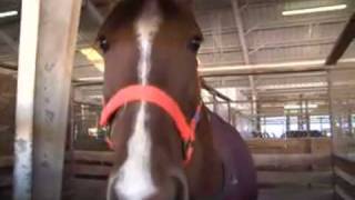 Rescued Tennessee Horses Come Back To Life [upl. by Nyrehtak]