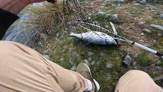 twizel canal fishing [upl. by Kelda795]