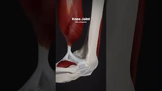 Knee Joint Anatomy Animation [upl. by Adnesor]