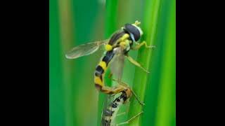 Mating Insects Long hoverfly or Sphaerophoria scripta shorts [upl. by Peterman679]