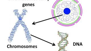 Biology  Cell nucleus chromosome and gene  English [upl. by Asiluy398]