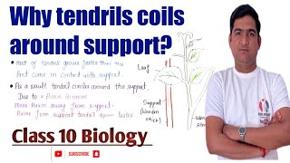 How do auxins promote the growth of a tendril around a support Why tendrils coils around support [upl. by Gladine]