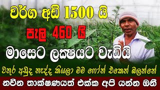 වර් ග අඩි 1500යි පැළ 460 මාසෙට ලක්ෂෙට වැඩි ආදයමක් How to grow capsicum scale Polytunnel in SriLanka [upl. by Ycul]