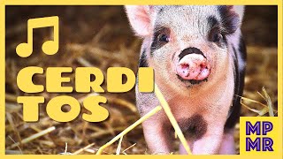 MUSICA relajante para CERDOS  MINIPIGS ✅ y 5 curiosidades de los CERDITOS que no sabías 🙀🙀🙀 [upl. by Bozuwa508]