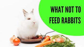 What Not to Feed Rabbits [upl. by Storm]