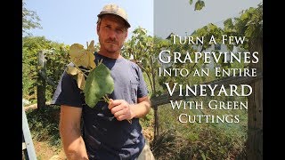 Turn a Few Grape Vines Into An Entire Vineyard In a Couple Weeks With Green Cuttings [upl. by Youngran537]