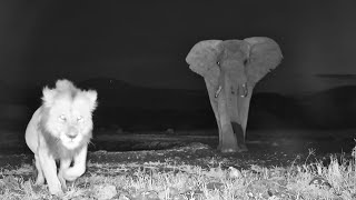 Elephant Chases Lion Into Camera [upl. by Retsae494]