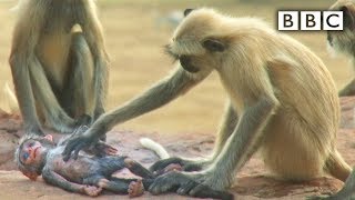 Langur monkeys grieve over fake monkey  Spy in the Wild  BBC [upl. by Branden]