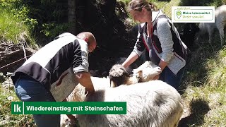 Wiedereinstieg mit Steinschafen [upl. by Bennett]