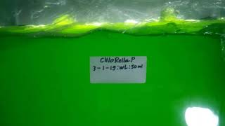 Kultur Phytoplankton jenis chlorella Media Aquarium UGOPLANKTON [upl. by Anette]