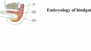 L5 Anatomy Embryology of Hindgut GIT41 [upl. by Urban]