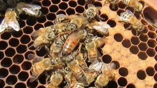 New Queen Bee Installation amp Results [upl. by Darby243]