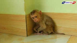 Rescue A Poor Baby Monkey  Welcome New Home For Orphan Baby Monkey [upl. by Aihselef410]