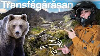 HO TROVATO UN ORSO per STRADA  Transfăgărășan è la STRADA più BELLA del MONDO 🐻🇷🇴 [upl. by Ardnasac]