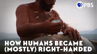 How Humans Became Mostly RightHanded [upl. by Pamella941]