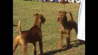 Irish Terrier  AKC Dog Breed Series [upl. by Attennaj]