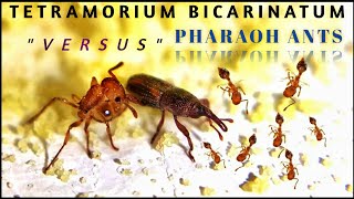 Tetramorium Bicarinatum Versus Pharaoh Ants [upl. by Caz]