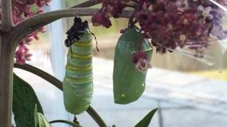 Monarch Caterpillar to Chrysalis Cocoon Process [upl. by Jung]