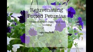 How to Prune Petunias when they get leggy [upl. by Ahsiri]