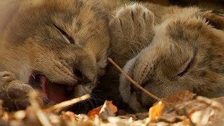 Lioness Cuddles Her Newborn Cubs  BBC Earth [upl. by Accissej768]