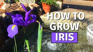 HOW TO GROW IRIS FROM BULBS DUTCH IRIS  BIRDOFPARADISE [upl. by January]