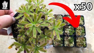 How to Make 50 Plants from One  Propagating Drosera Sundews fly traps [upl. by Ulises918]