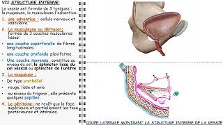 ANATOMIE FMPM LA VESSIE [upl. by Carine]