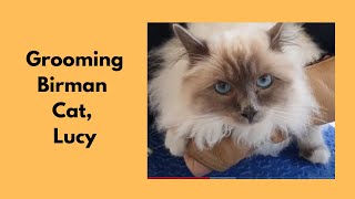 Grooming A Birman Cat [upl. by Abercromby815]