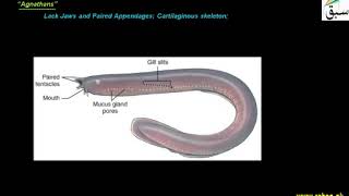 Subphylum Vertebrata Craniata Jawless Fish  1st year Biology  swap education portal [upl. by Mahmoud]