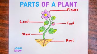 Parts Of A Plant Drawing  How To Draw Different Parts Of A Plant [upl. by Lati536]