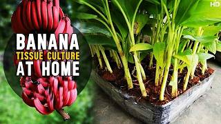 Banana Tissue Culture At Home  How to do Banana Plant Tissue Culture at Home [upl. by Singhal]